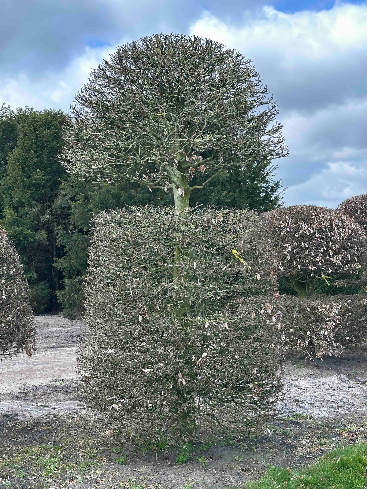 FS TOPIARY #160