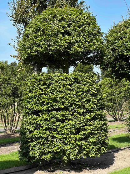 FS TOPIARY #160