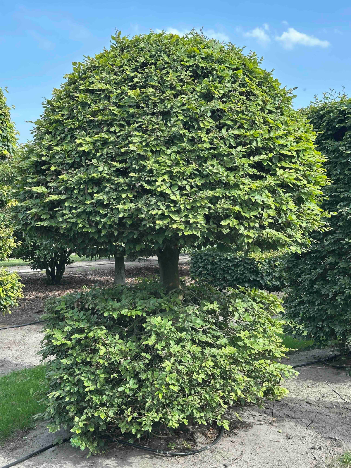FS TOPIARY #161