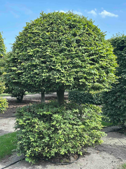 FS TOPIARY #161