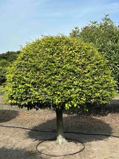 FS TOPIARY #167