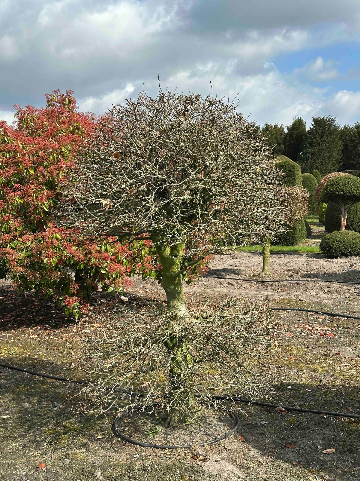 FS TOPIARY #169