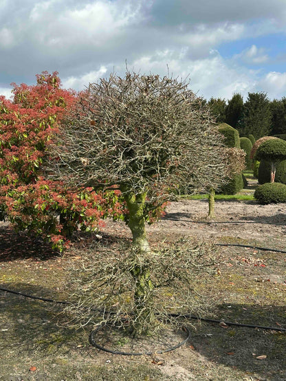 FS TOPIARY #169