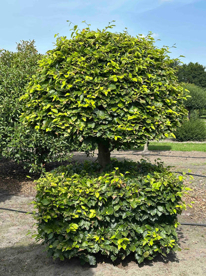 FS TOPIARY #169