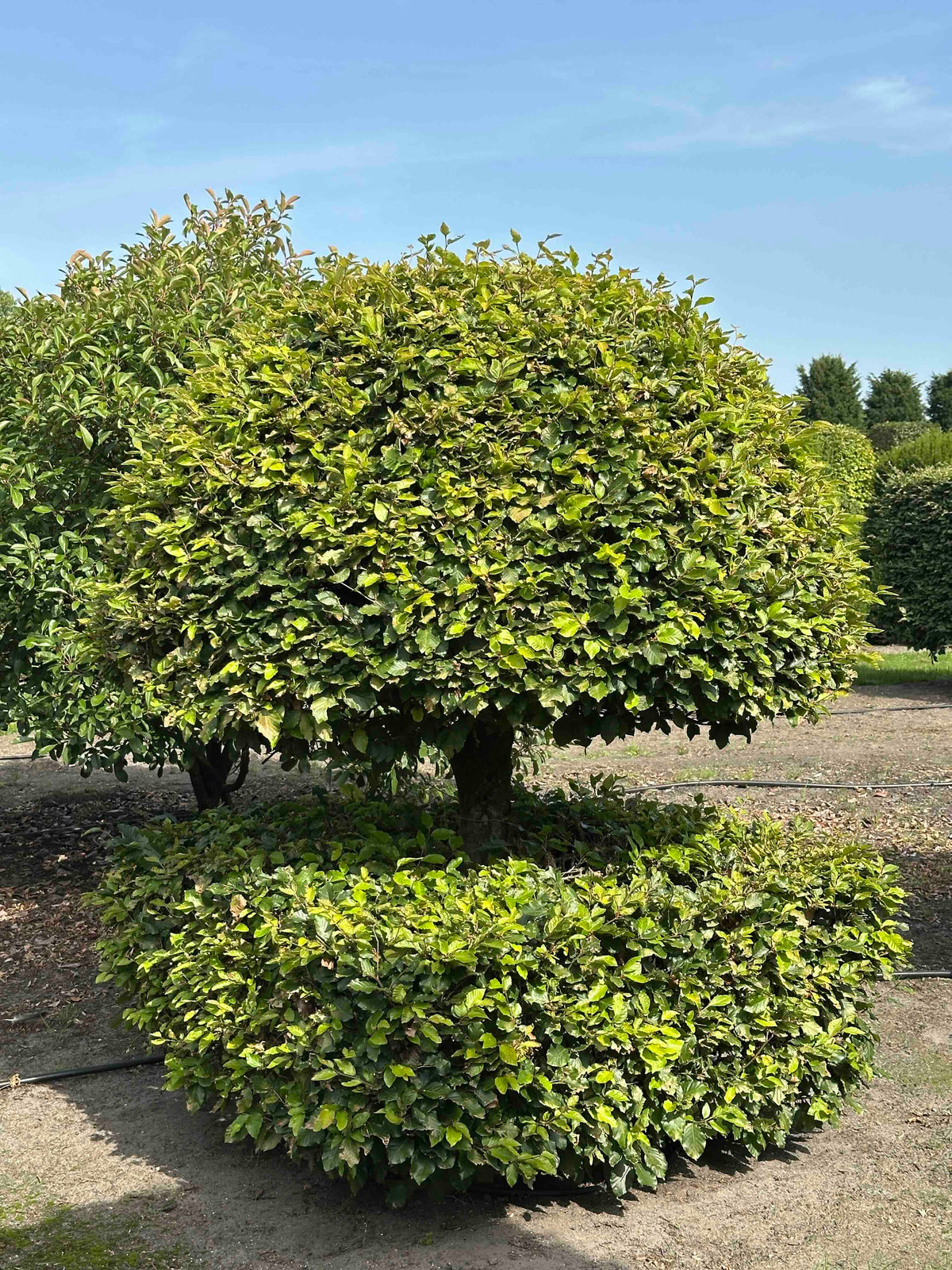 FS TOPIARY #170
