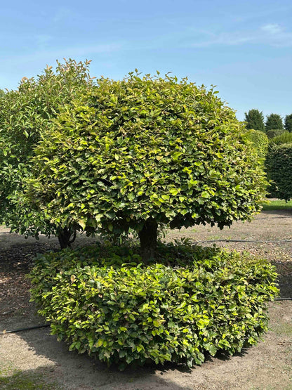 FS TOPIARY #170