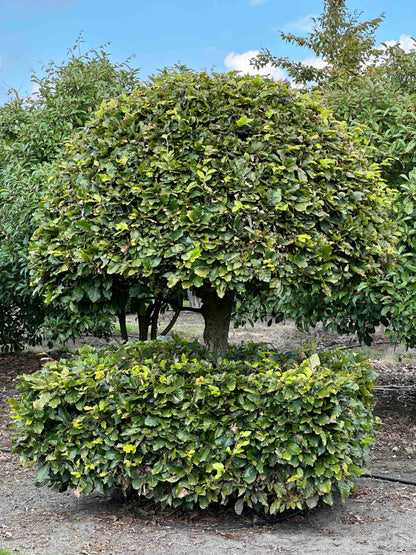 FS TOPIARY #170