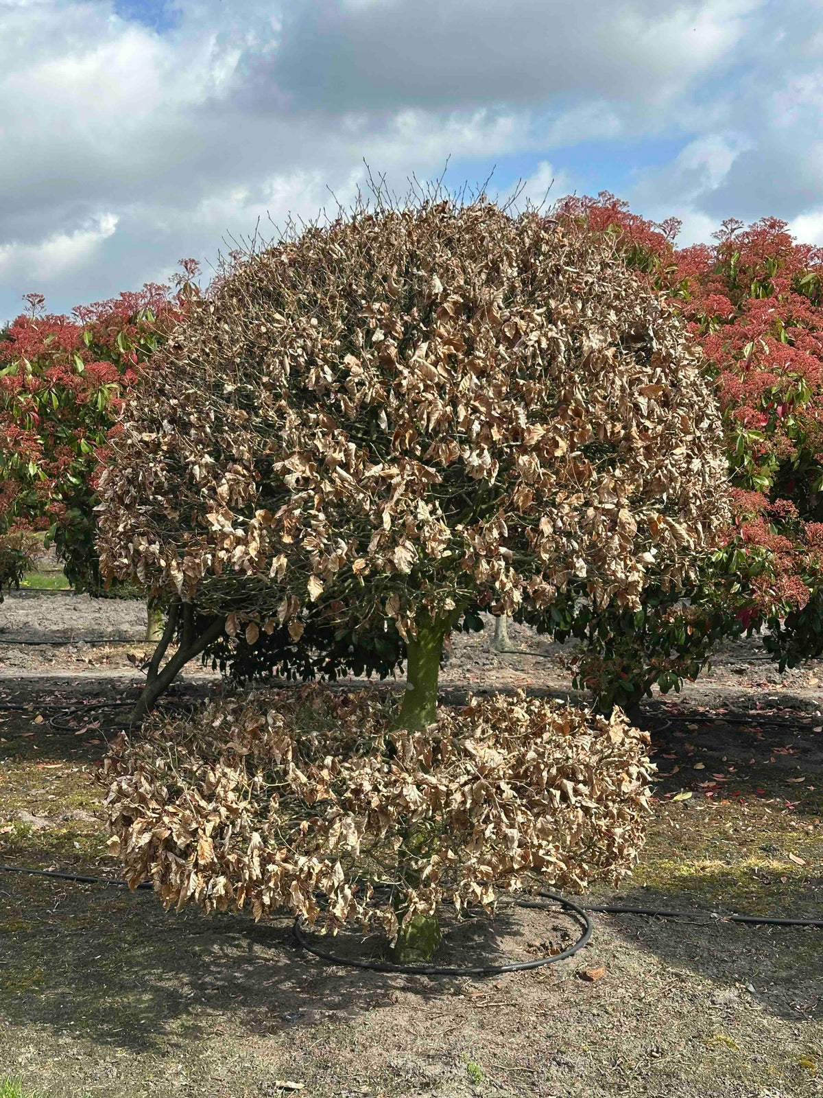 FS TOPIARY #171