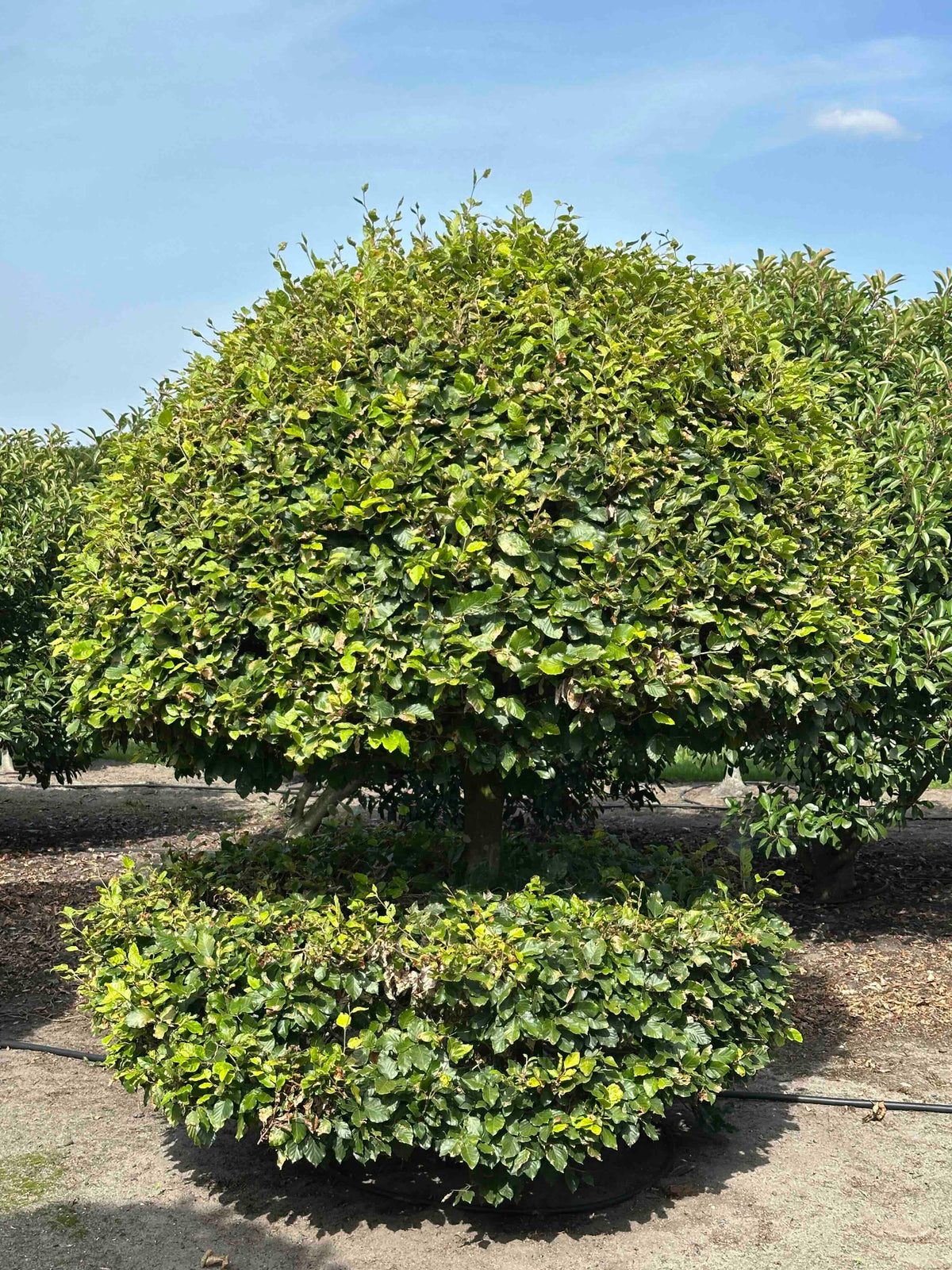 FS TOPIARY #171