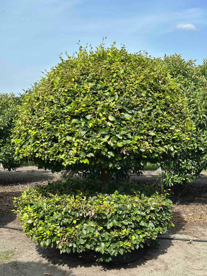 FS TOPIARY #171