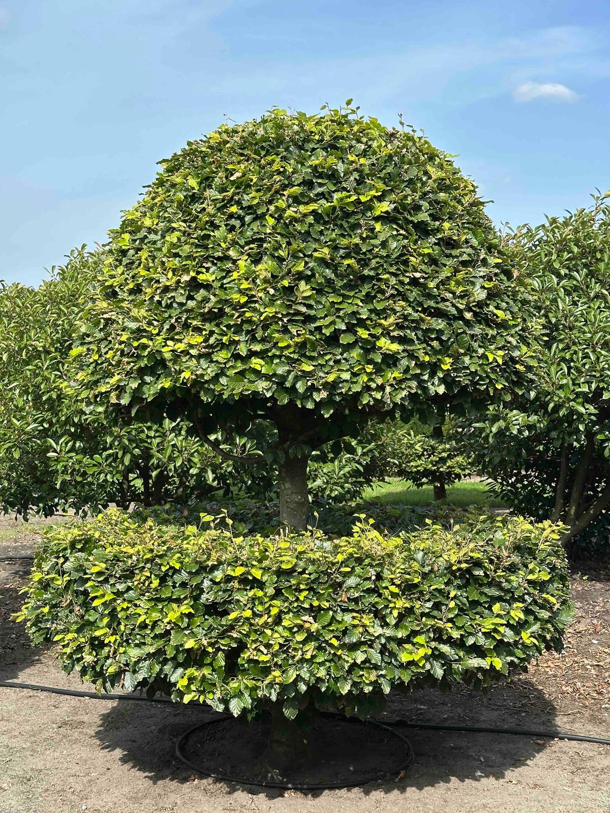 FS TOPIARY #172