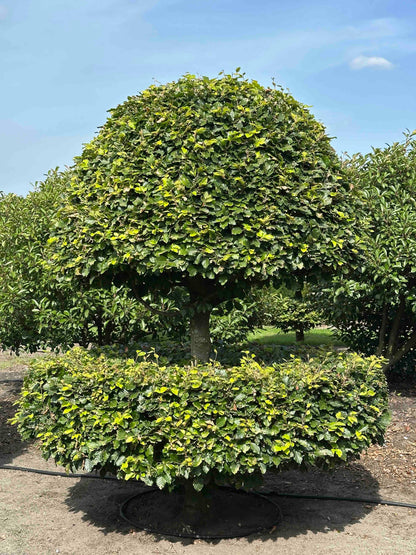 FS TOPIARY #172