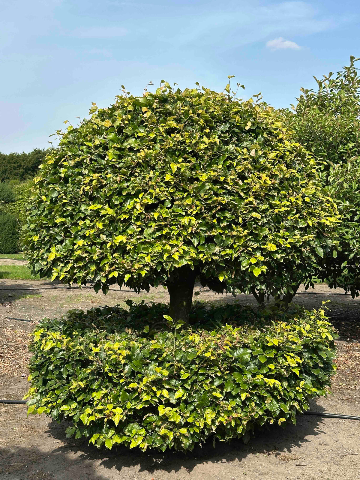 FS TOPIARY #173