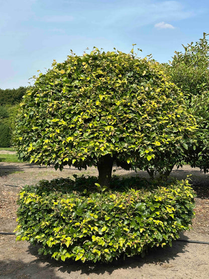 FS TOPIARY #173