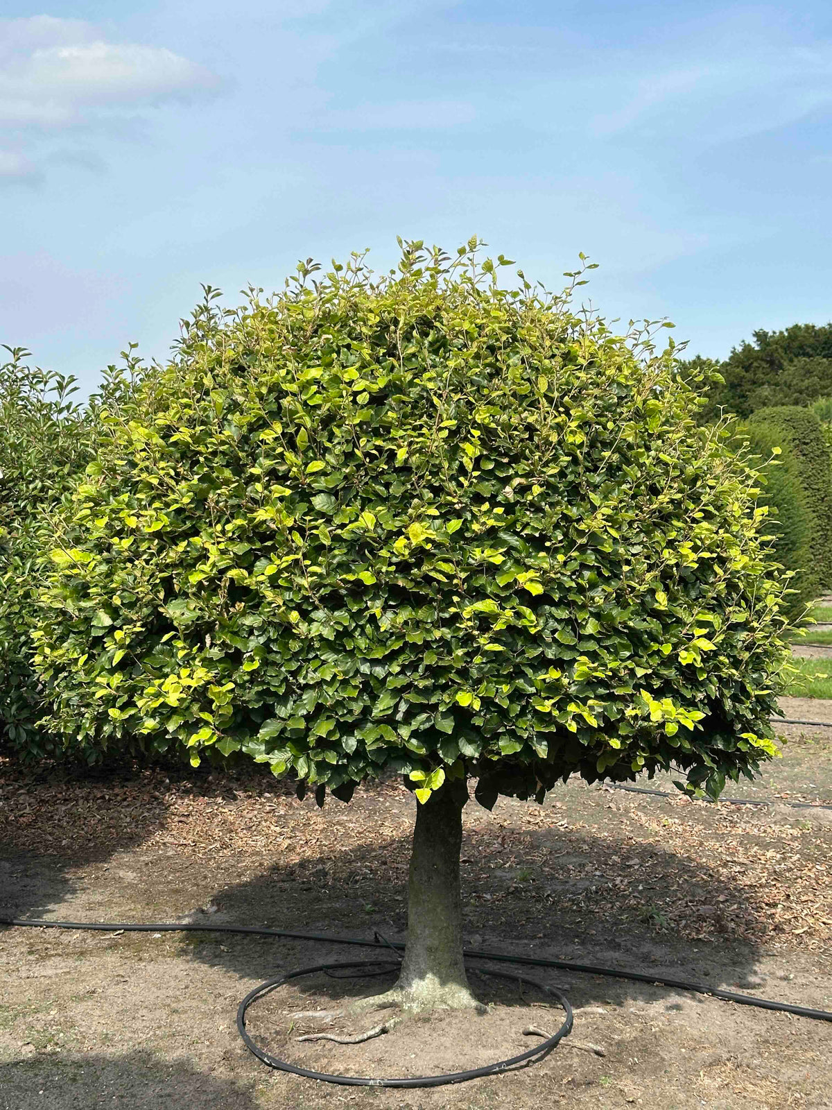 FS TOPIARY #174
