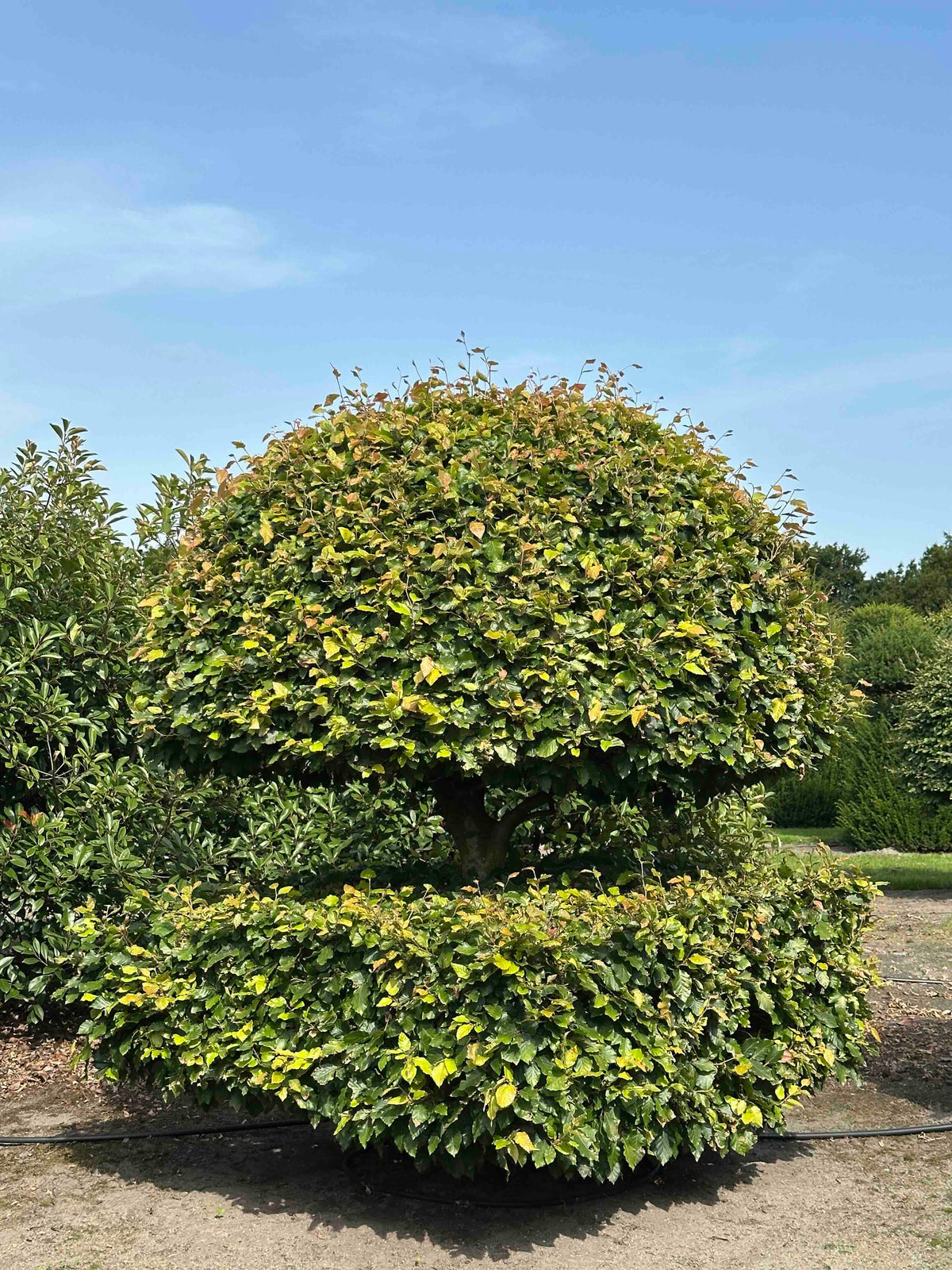 FS TOPIARY #175