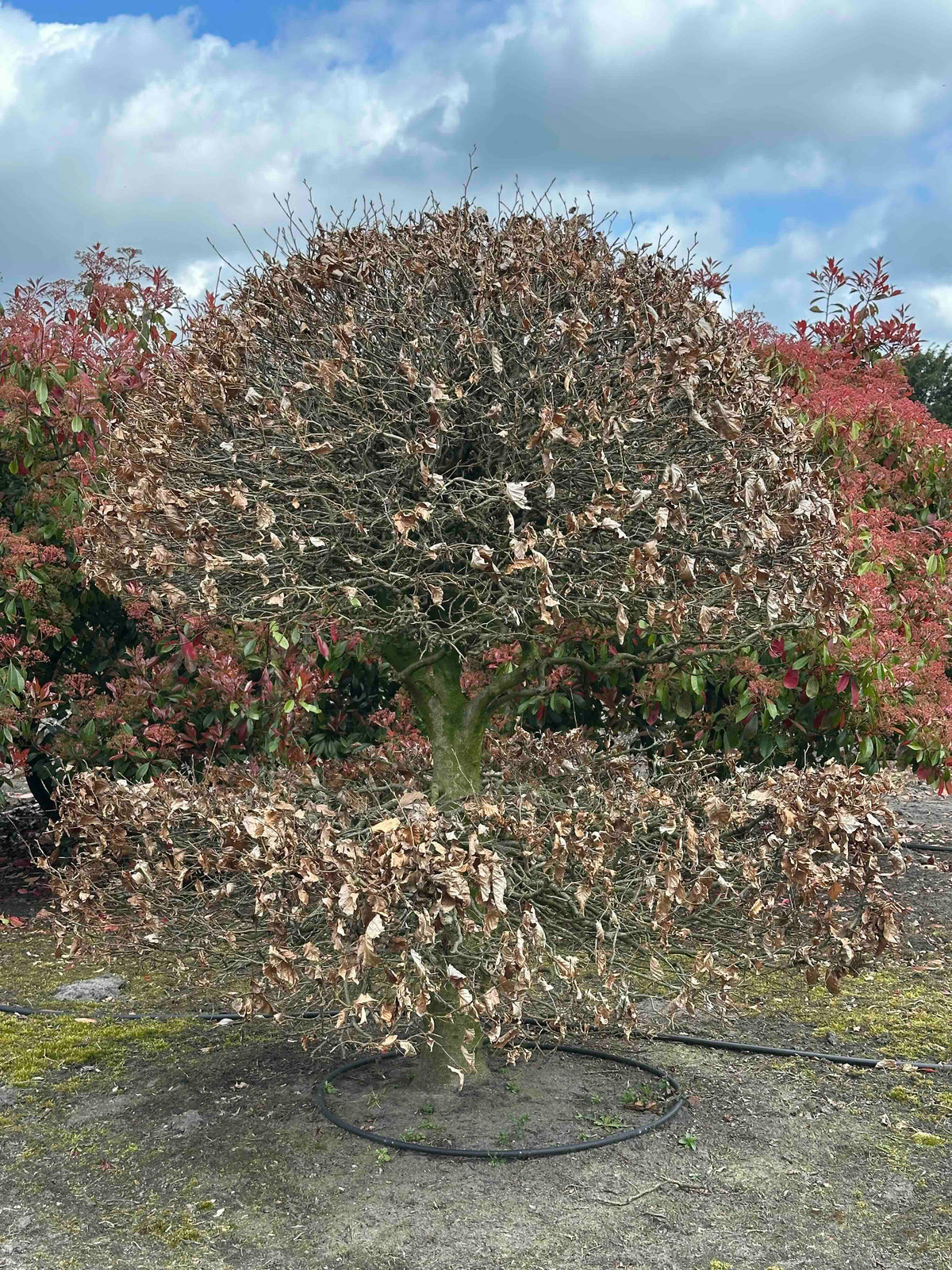 FS TOPIARY #175