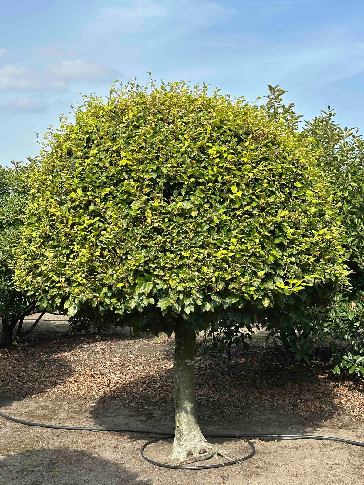 FS TOPIARY #176