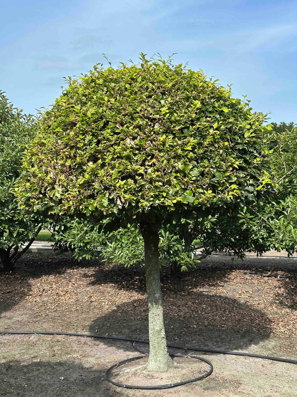 FS TOPIARY #178