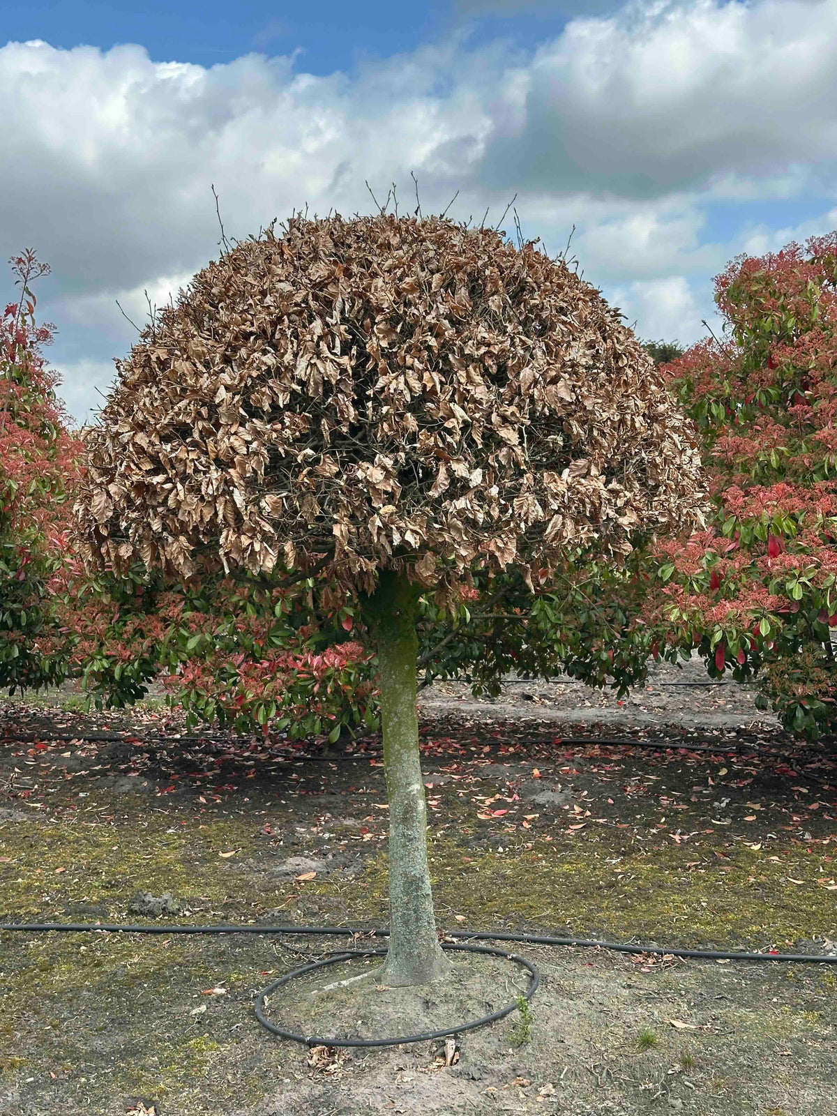 FS TOPIARY #178
