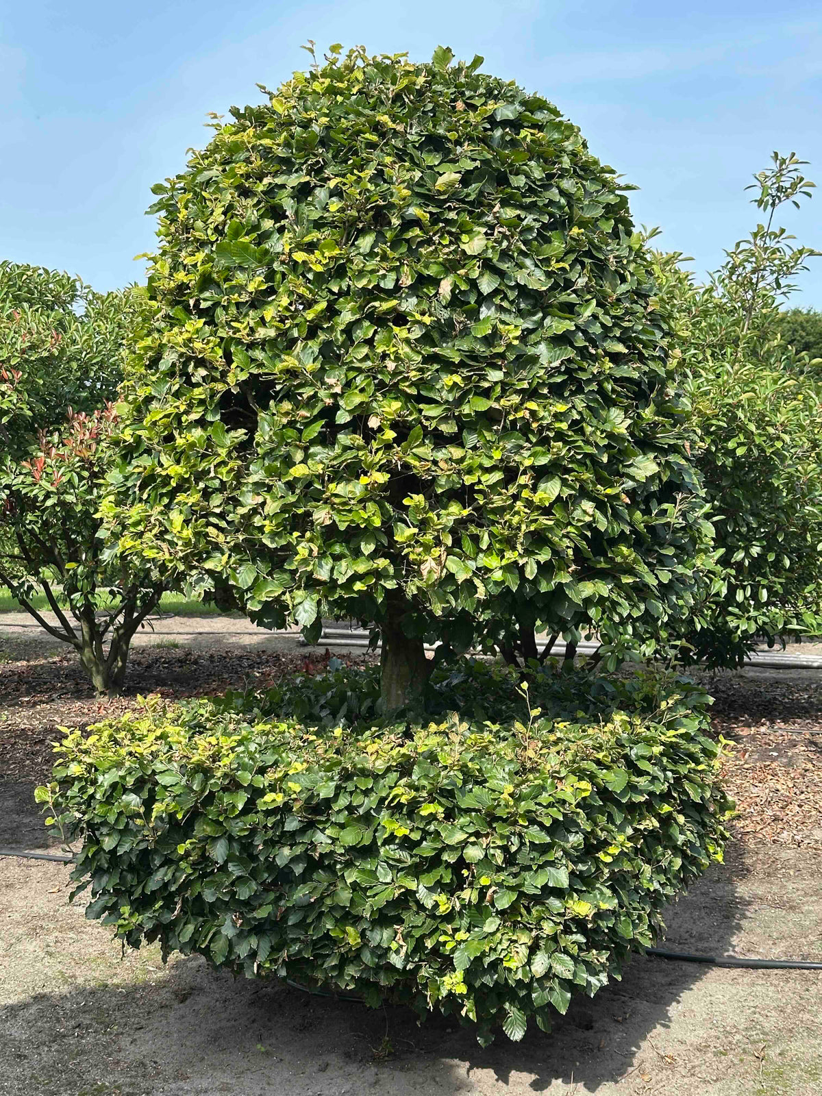 FS TOPIARY #179