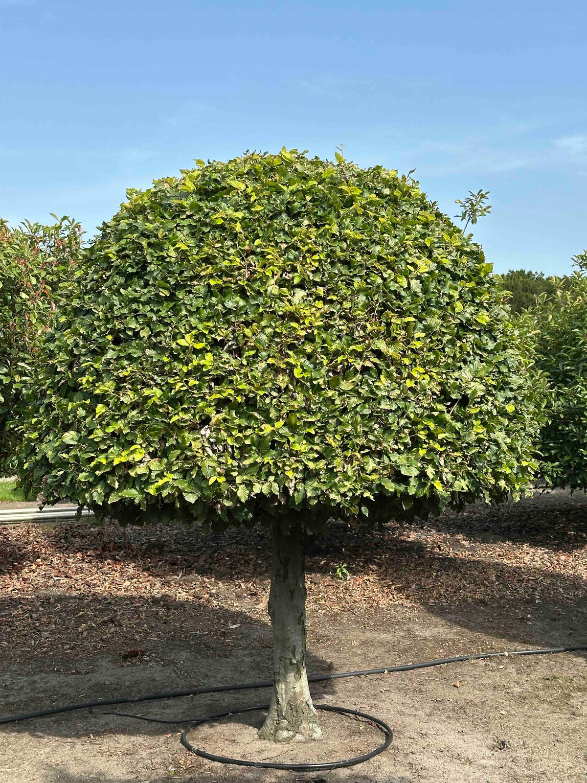 FS TOPIARY #180