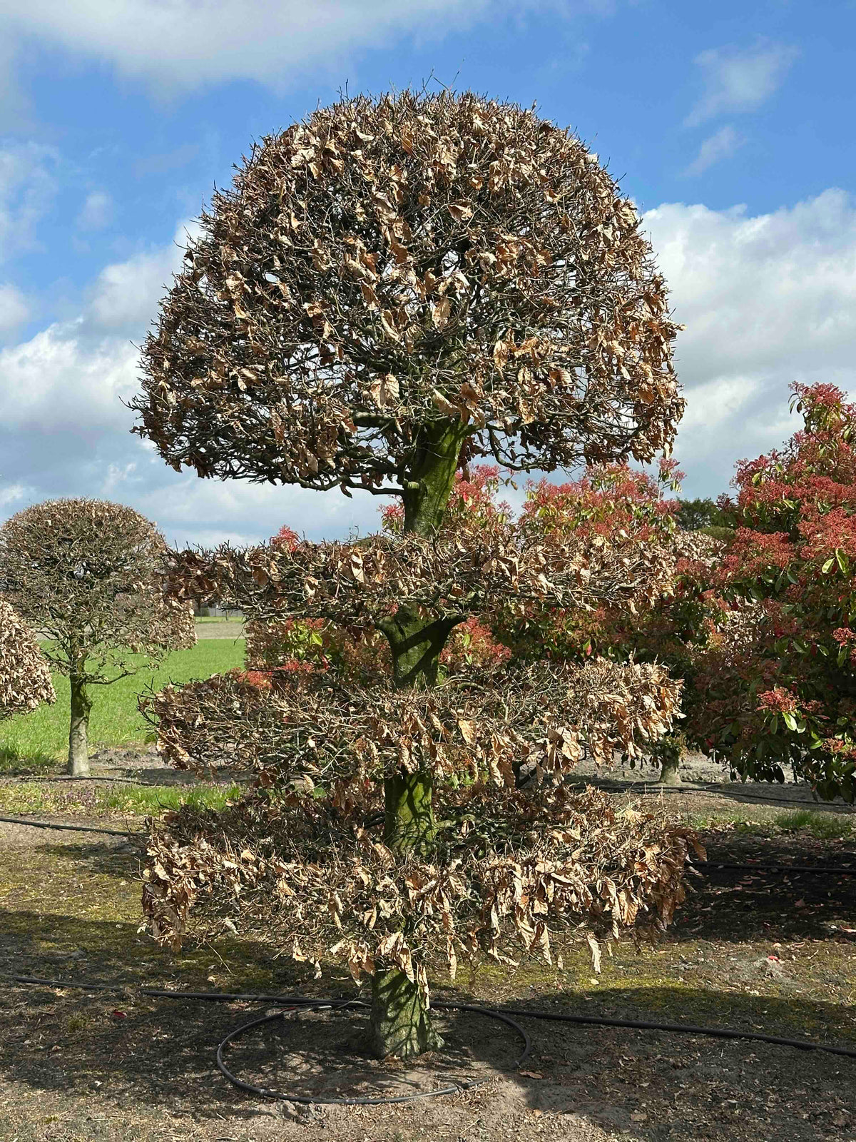 FS TOPIARY #181