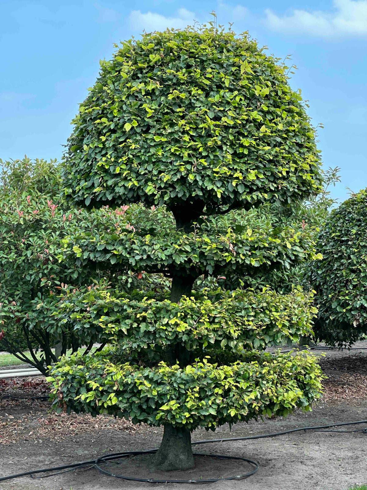 FS TOPIARY #181