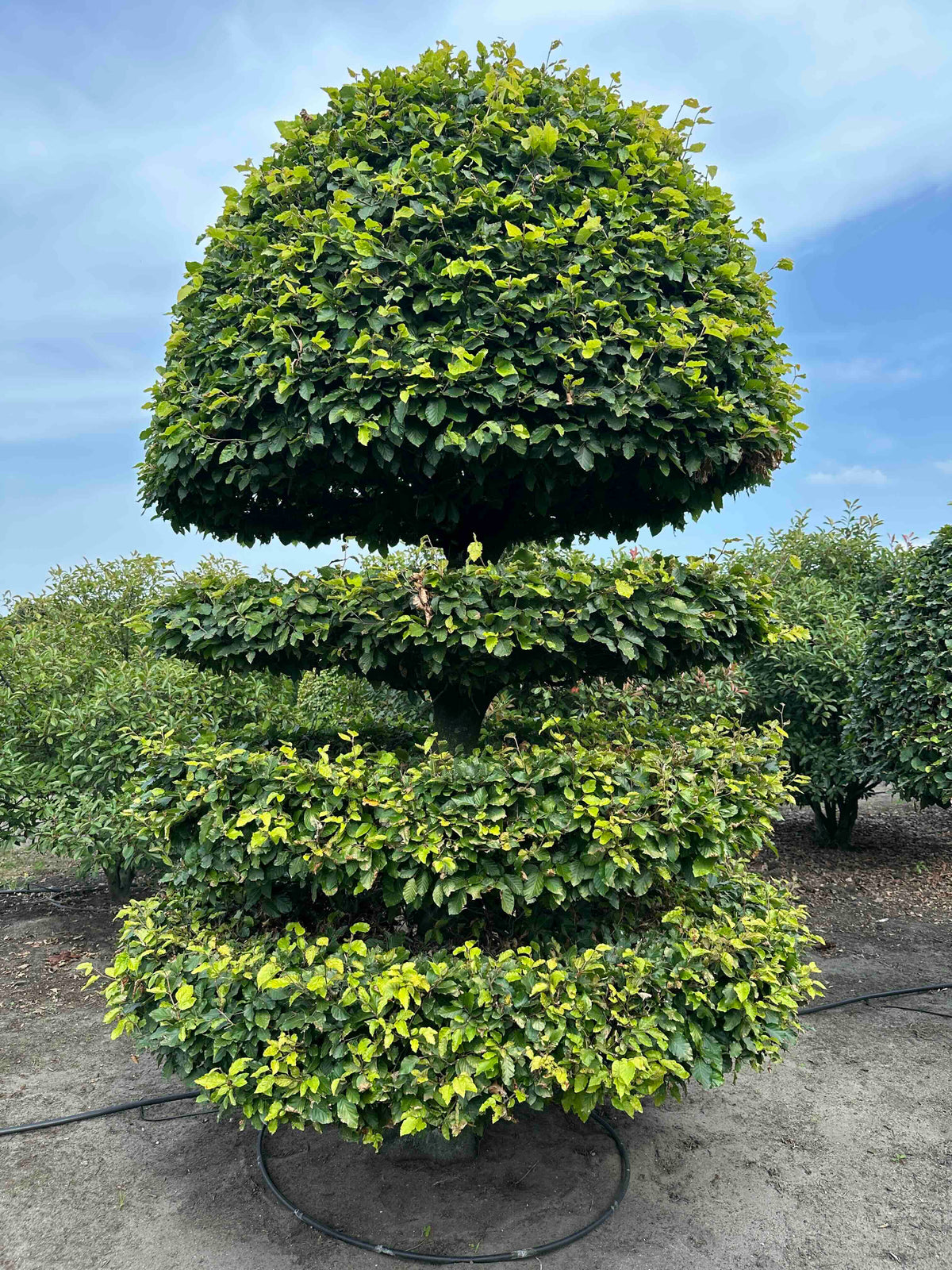 FS TOPIARY #181