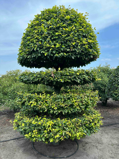 FS TOPIARY #181