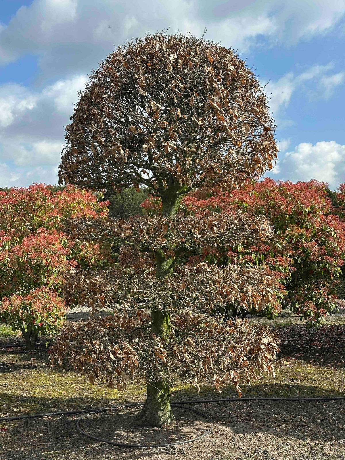 FS TOPIARY #181