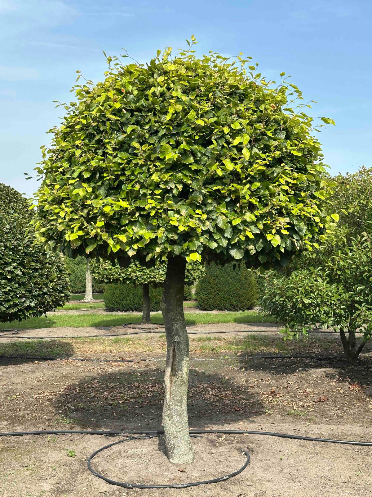 FS TOPIARY #182
