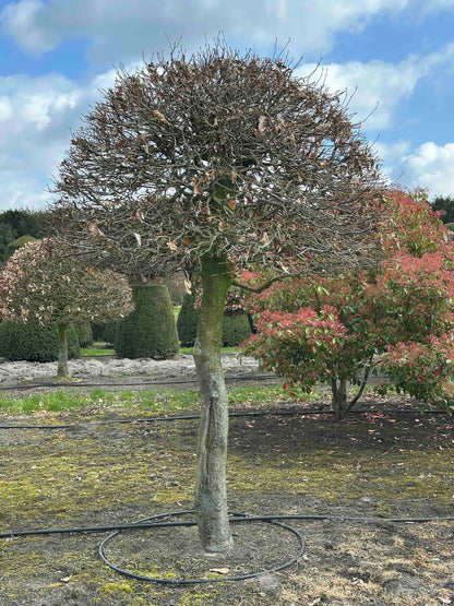 FS TOPIARY #182