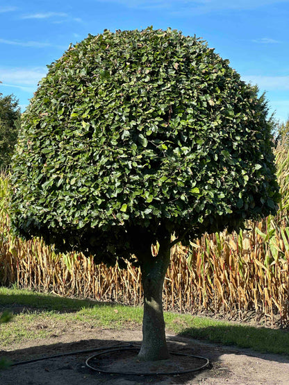 FS TOPIARY #185