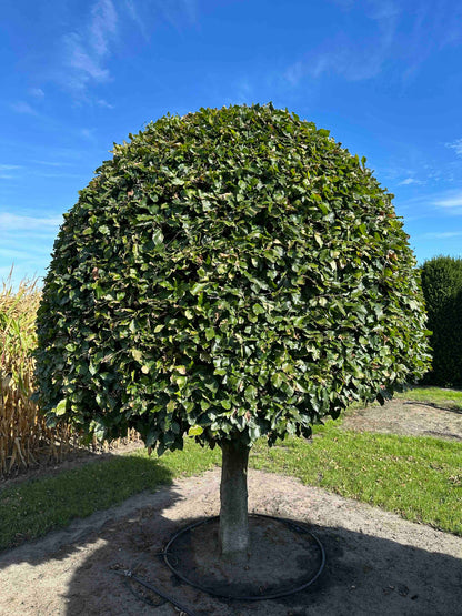 FS TOPIARY #185
