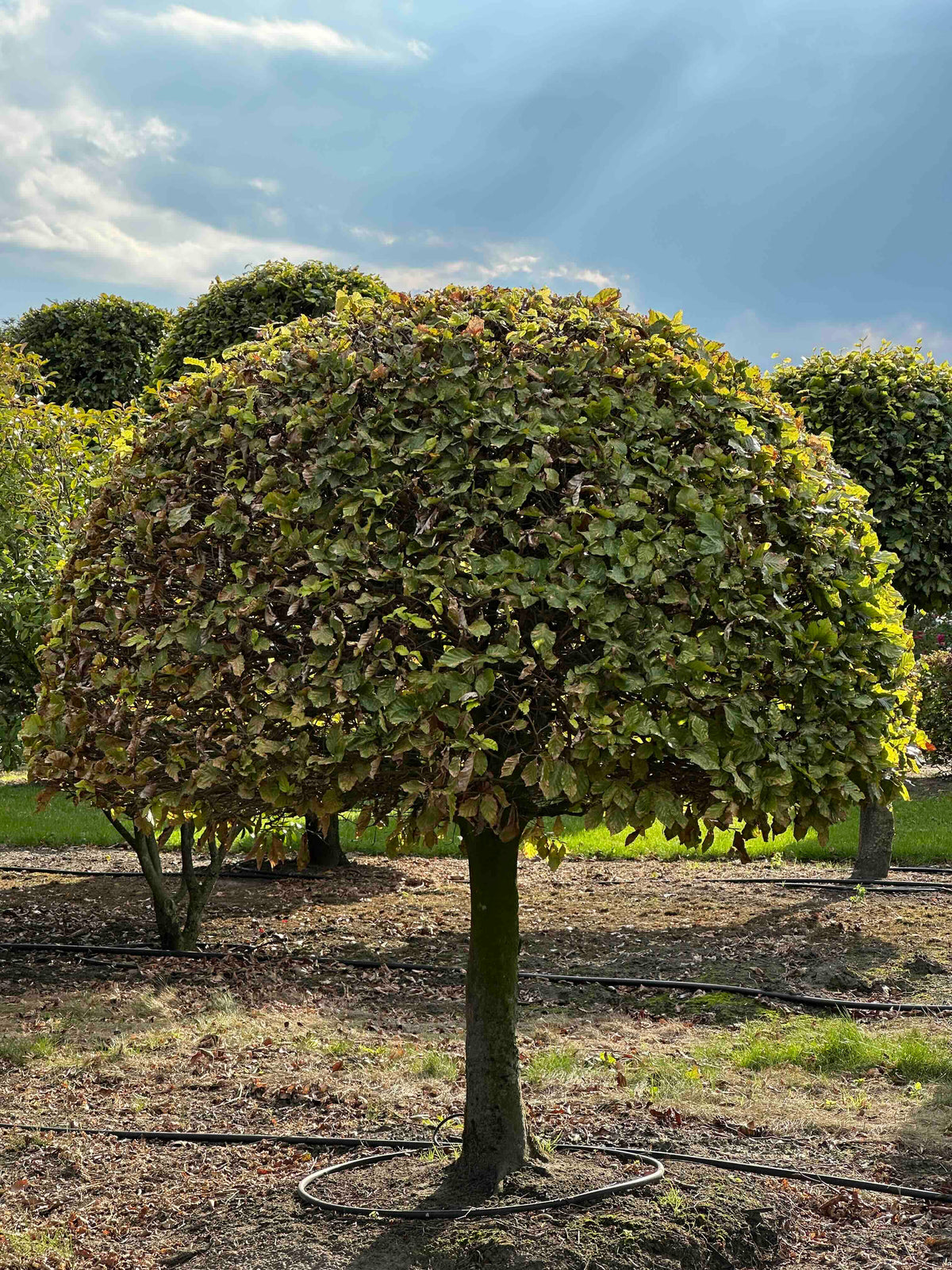 FS TOPIARY #186