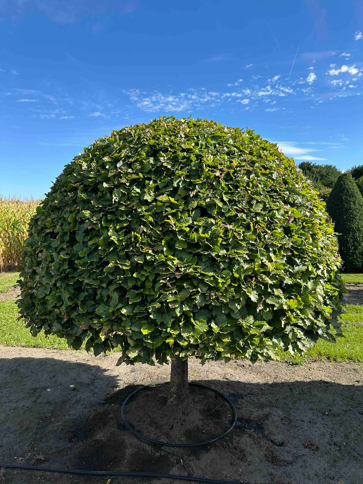 FS TOPIARY #186