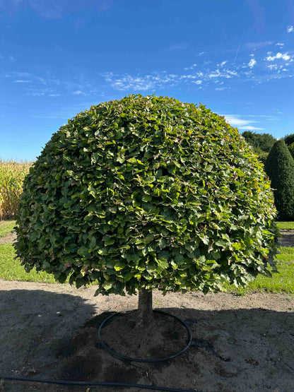 FS TOPIARY #186
