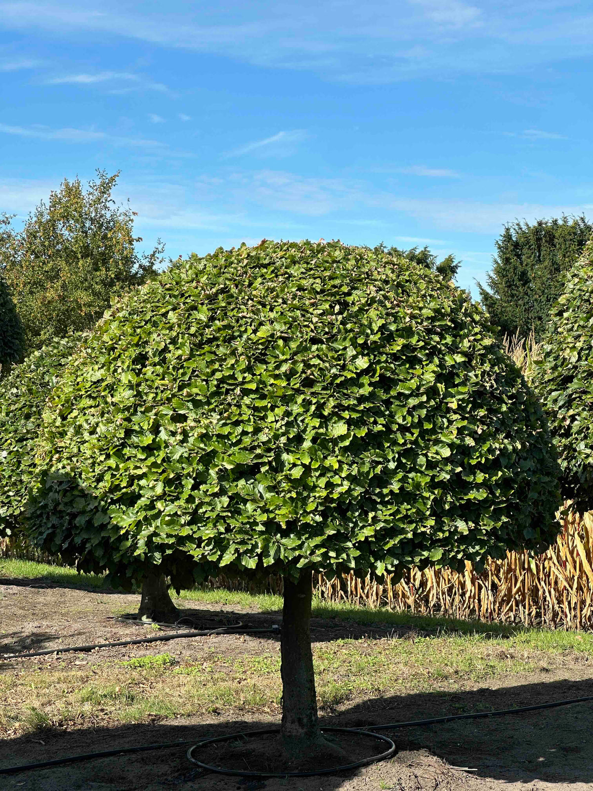 FS TOPIARY #186