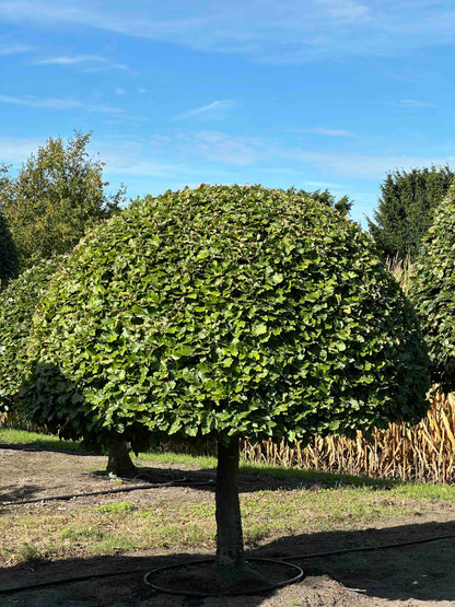 FS TOPIARY #186