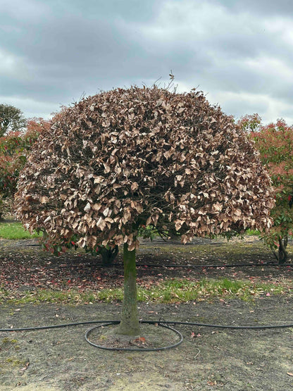 FS TOPIARY #188