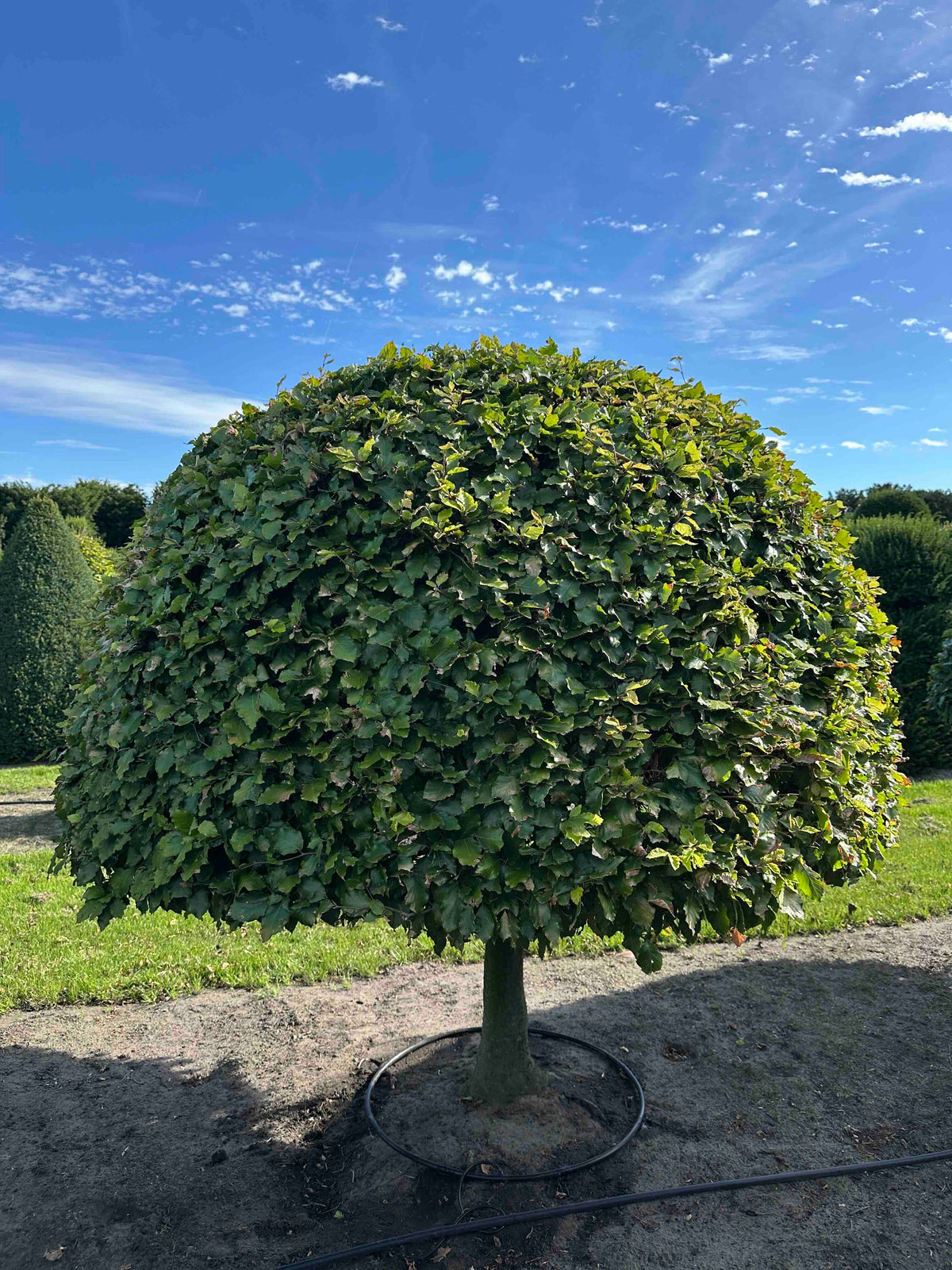 FS TOPIARY #188
