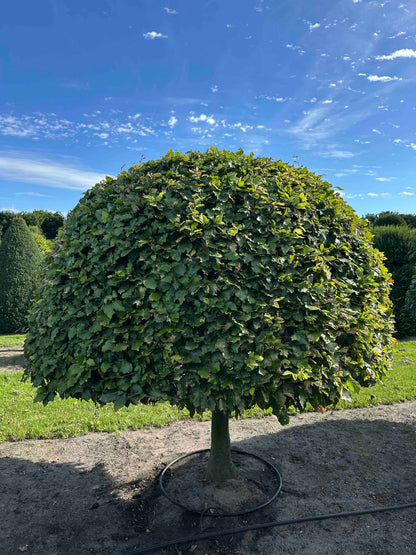 FS TOPIARY #188