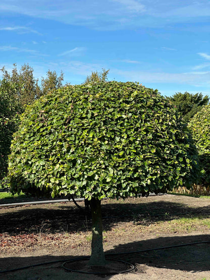 FS TOPIARY #188