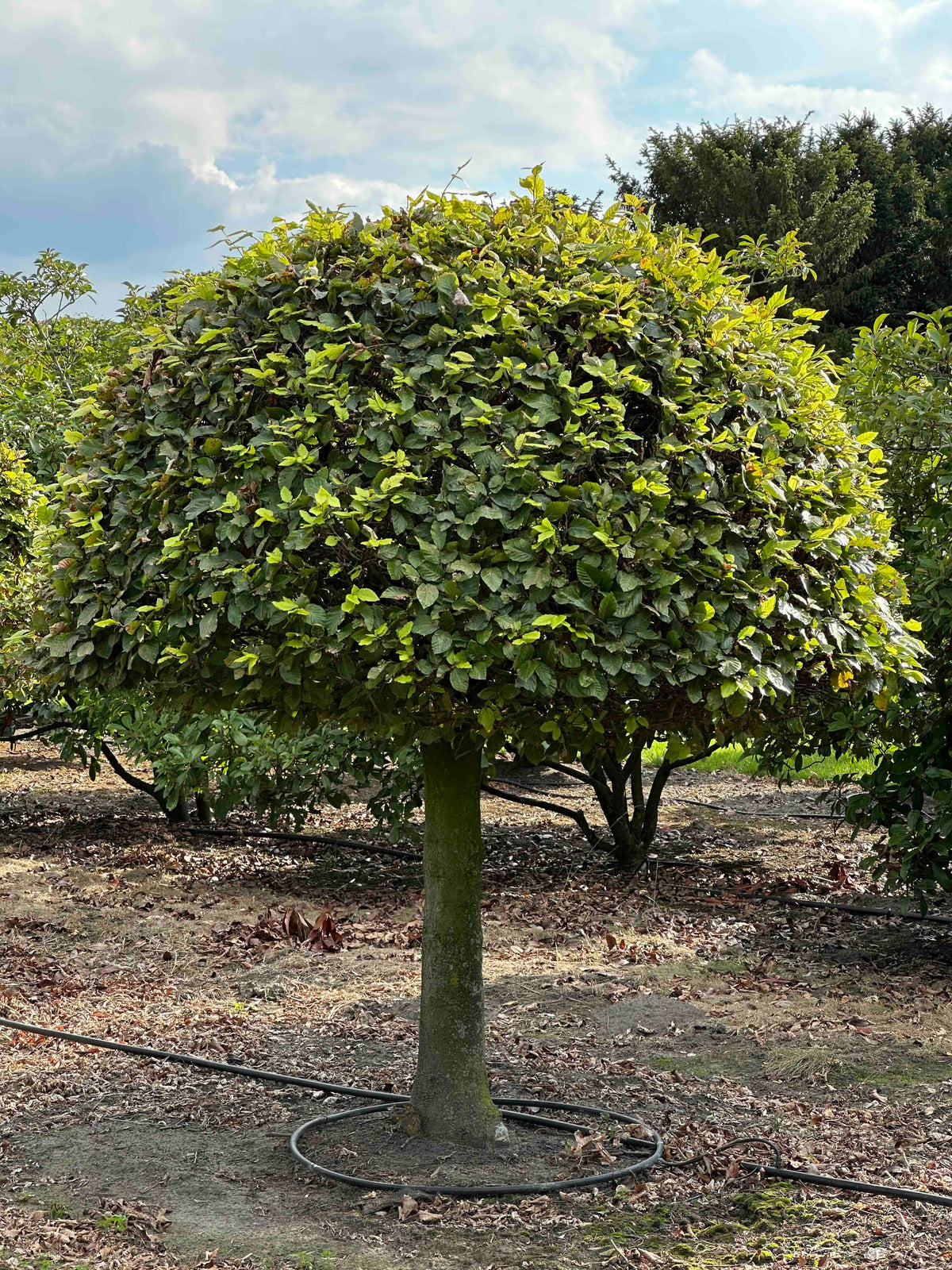 FS TOPIARY #189