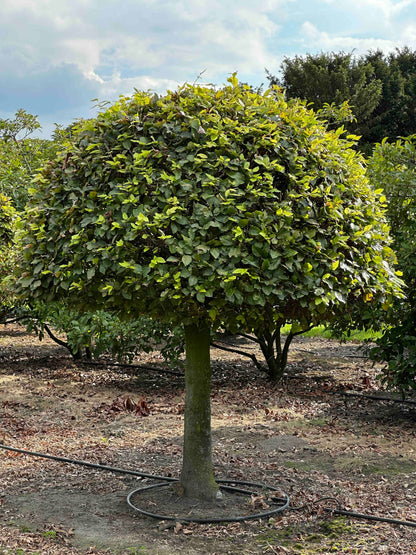 FS TOPIARY #189