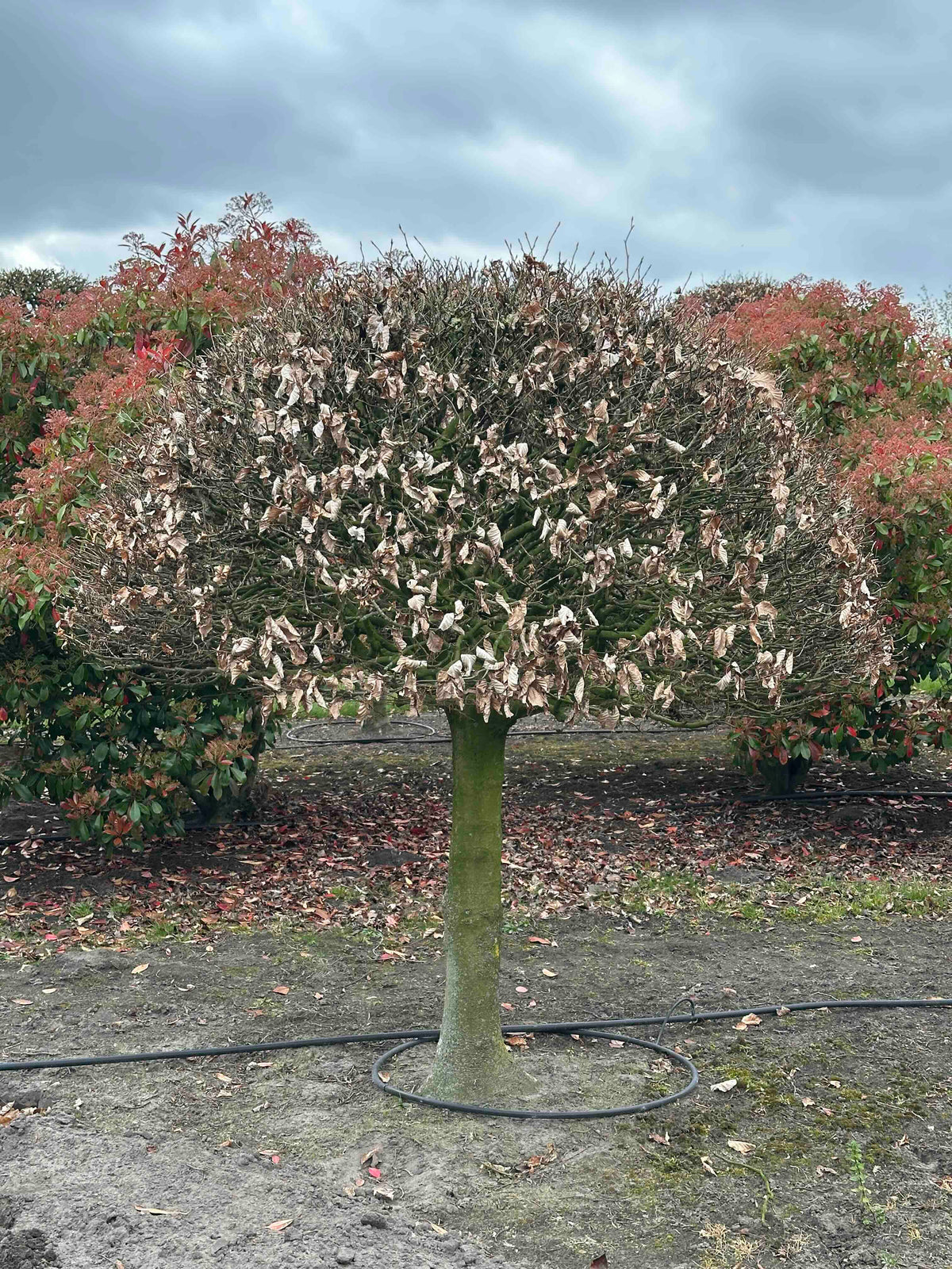 FS TOPIARY #189