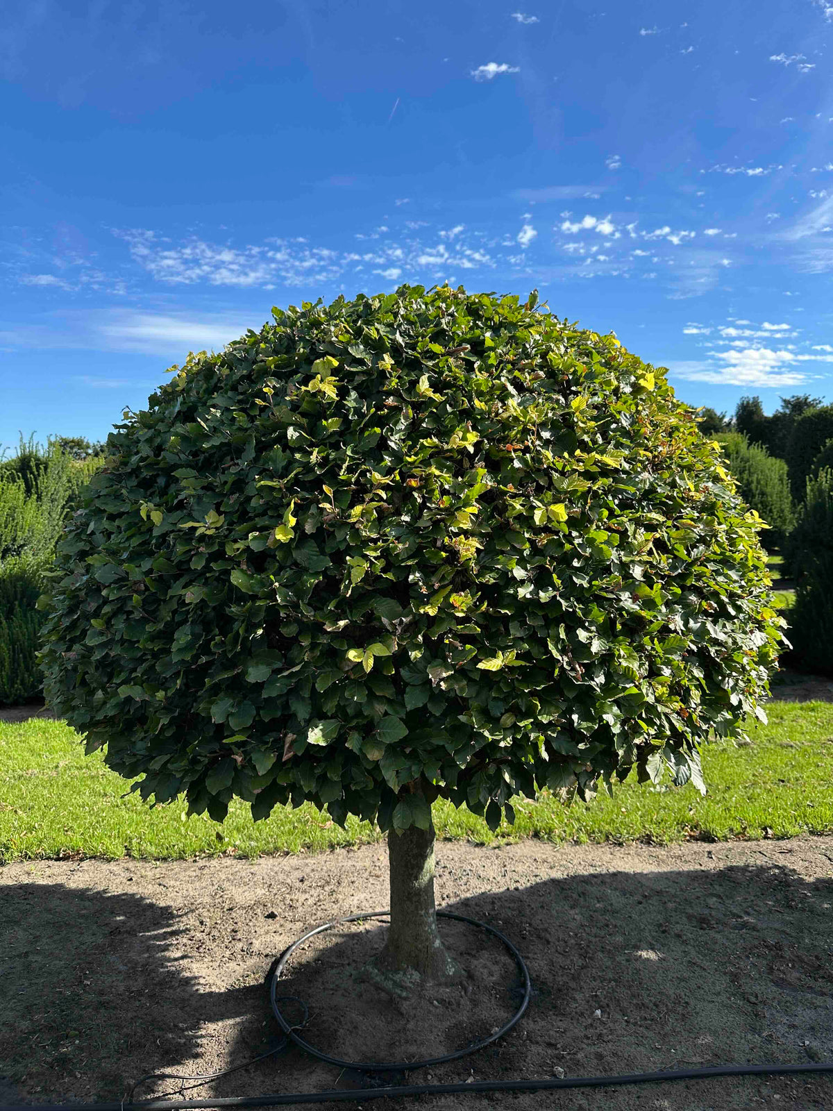 FS TOPIARY #189