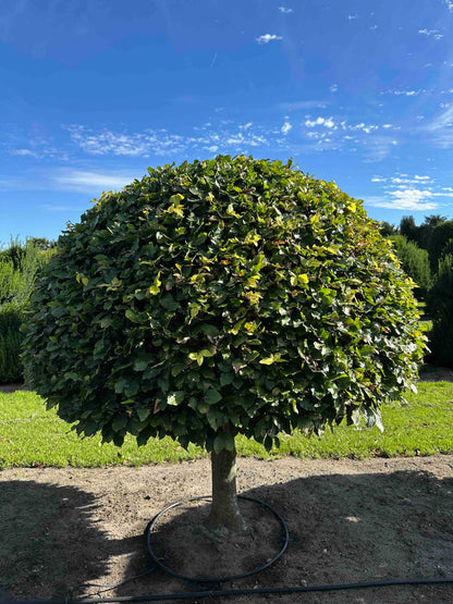 FS TOPIARY #189