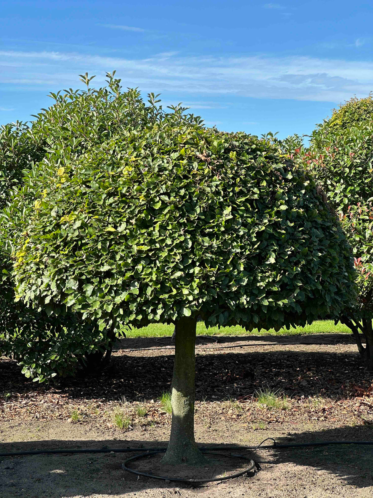 FS TOPIARY #189